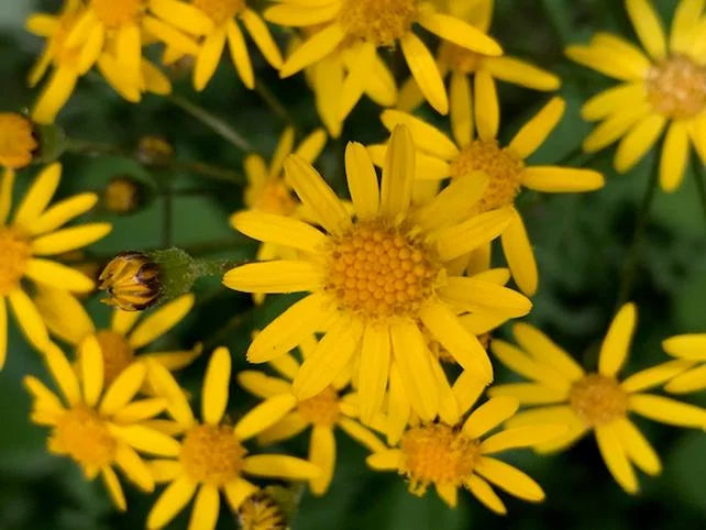 The Wildflowers Around Us